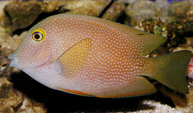 Silver Spot Tang MED