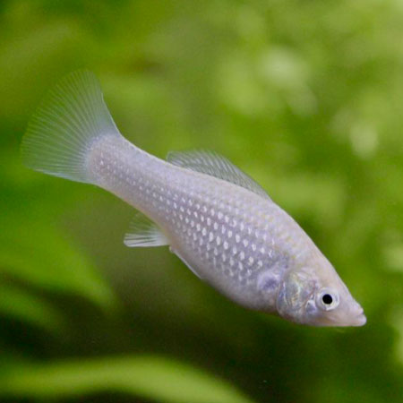 Silver Molly 4cm - Tropical Supplies North East