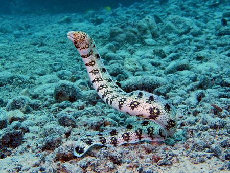 Snowflake Eel MED