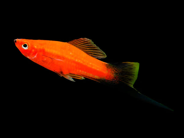 Red Wagtail Swordtail 4cm - Tropical Supplies North East