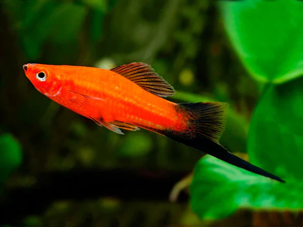 Red Wagtail Swordtail 4cm - Tropical Supplies North East