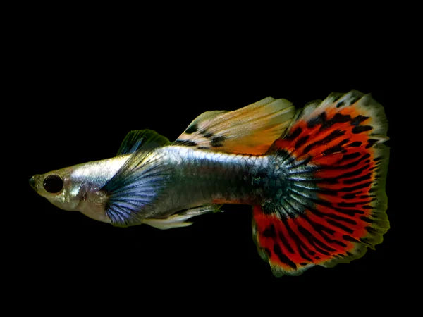 Elephant Ear Male Guppy 2.5cm - Tropical Supplies North East