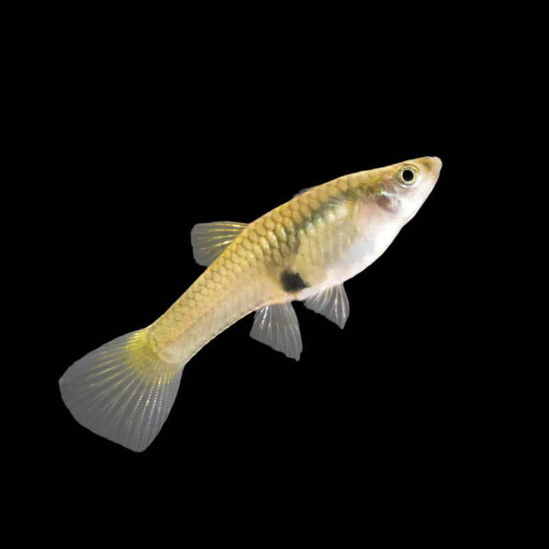 Female Endler Guppy 2.5cm livebearer