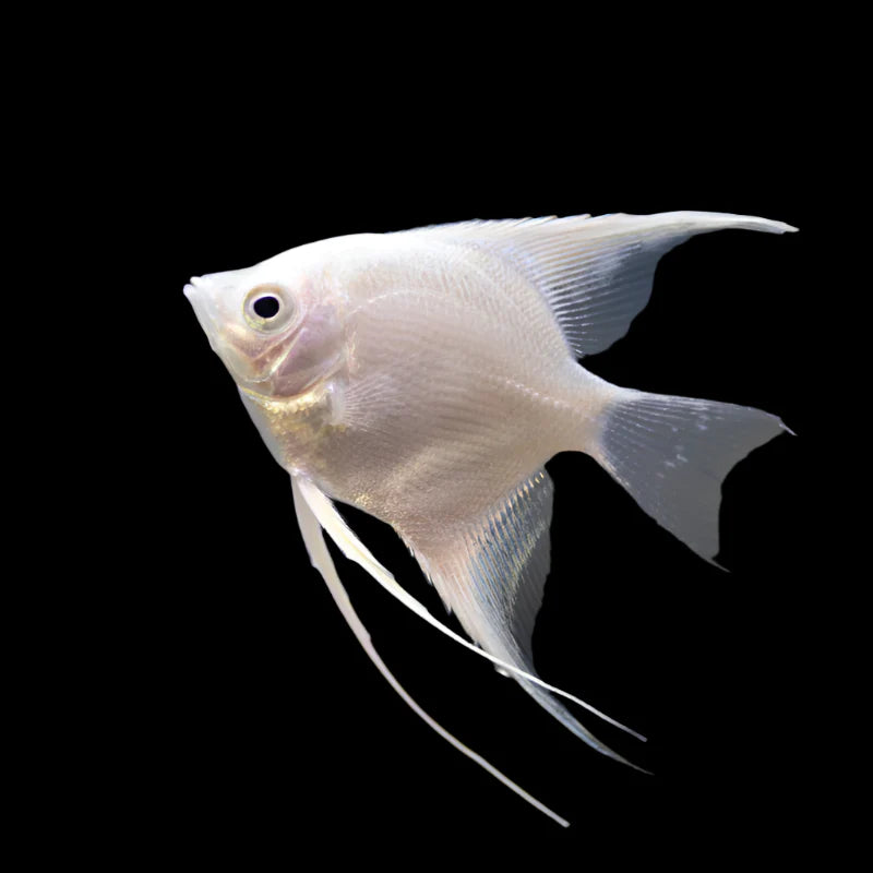 Platinum Angel 4cm - Tropical Supplies North East