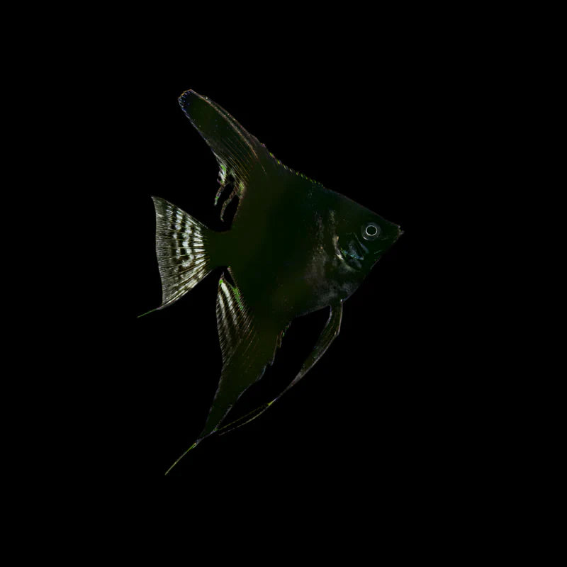 Black Angelfish 4cm - Tropical Supplies North East