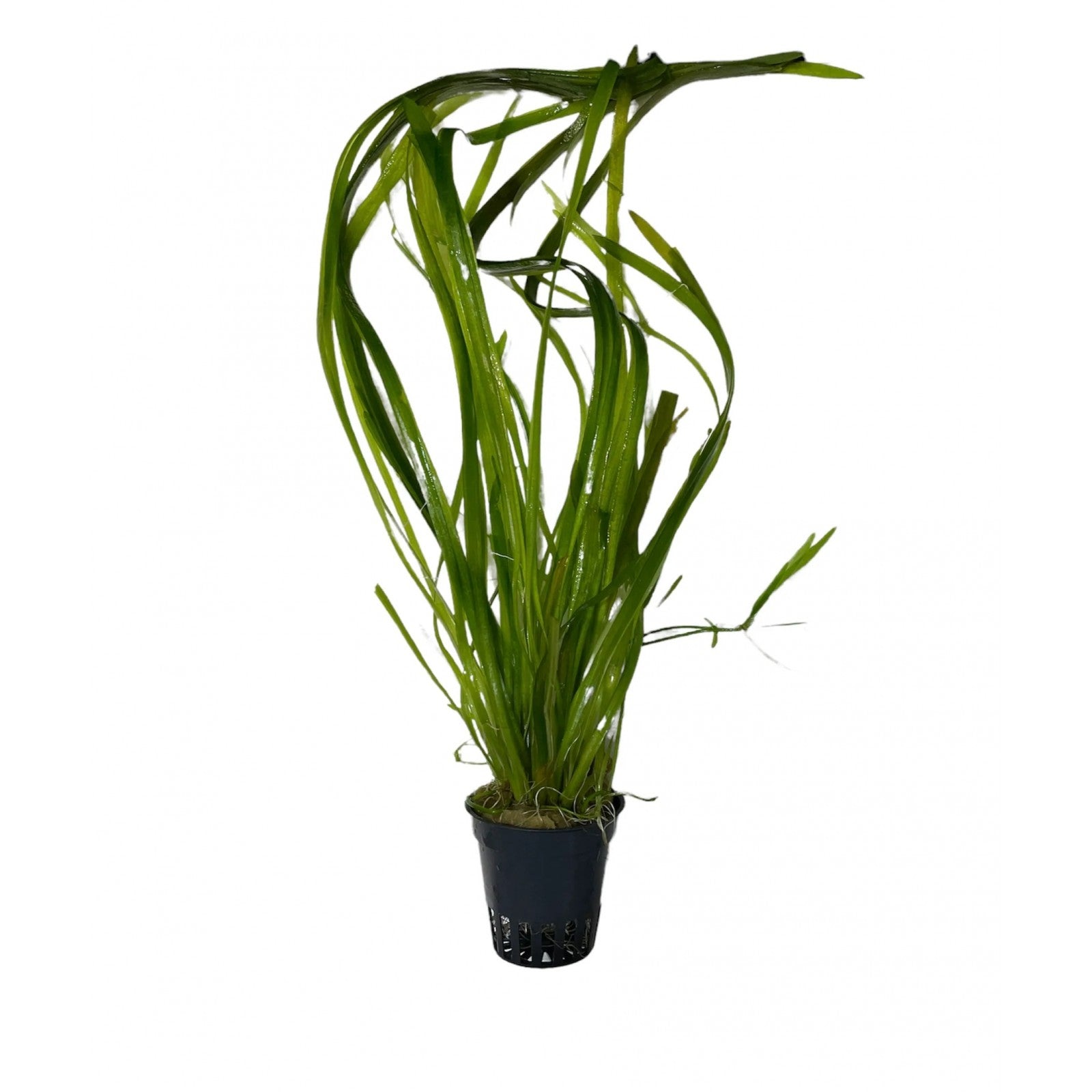 Vallisneria Spiralis Terra Cotta Pot