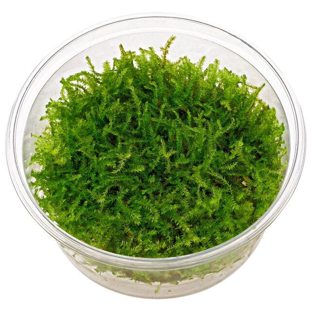 Christmas Moss 2oz