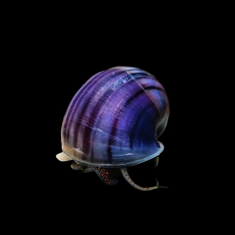 Purple Apple Snails 3cm