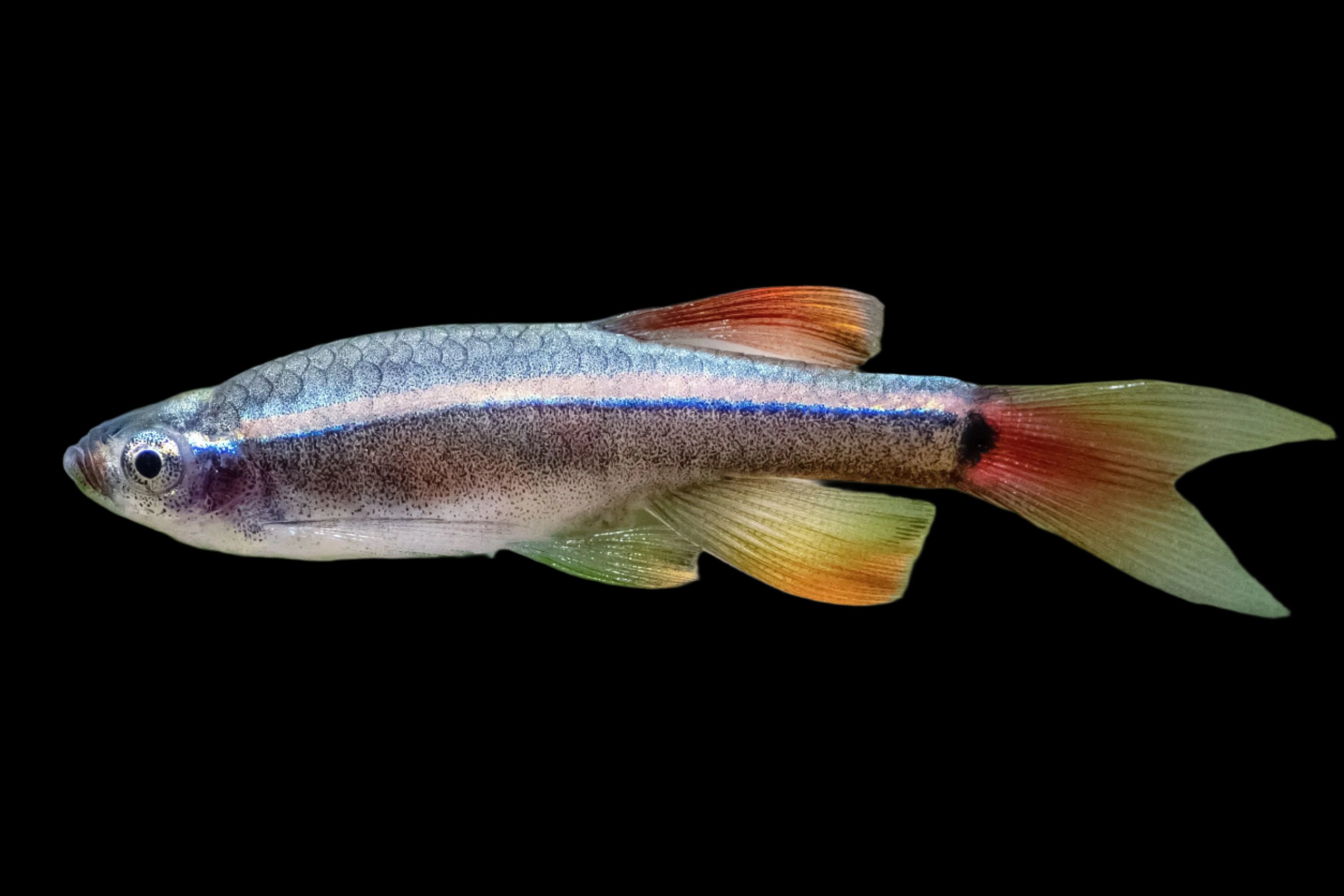 White Cloud Minnow 2.5cm