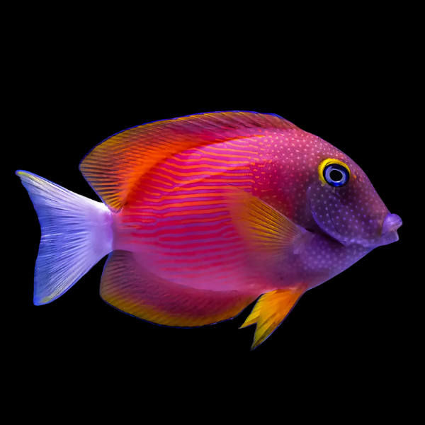 White Tail Kole Tang MED