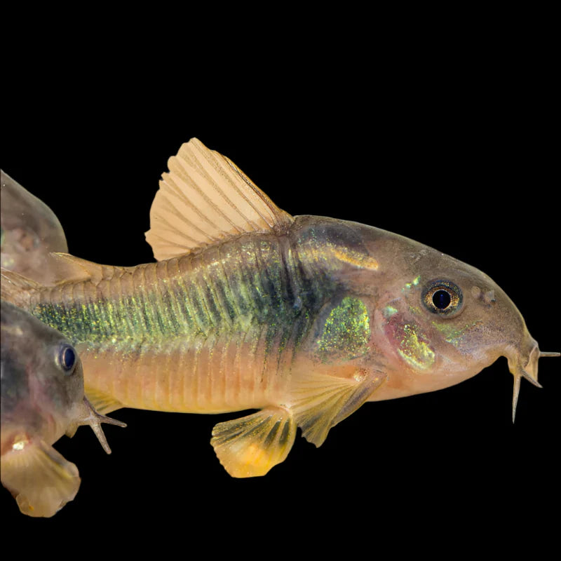 Bronze Corydoras 4cm catfish