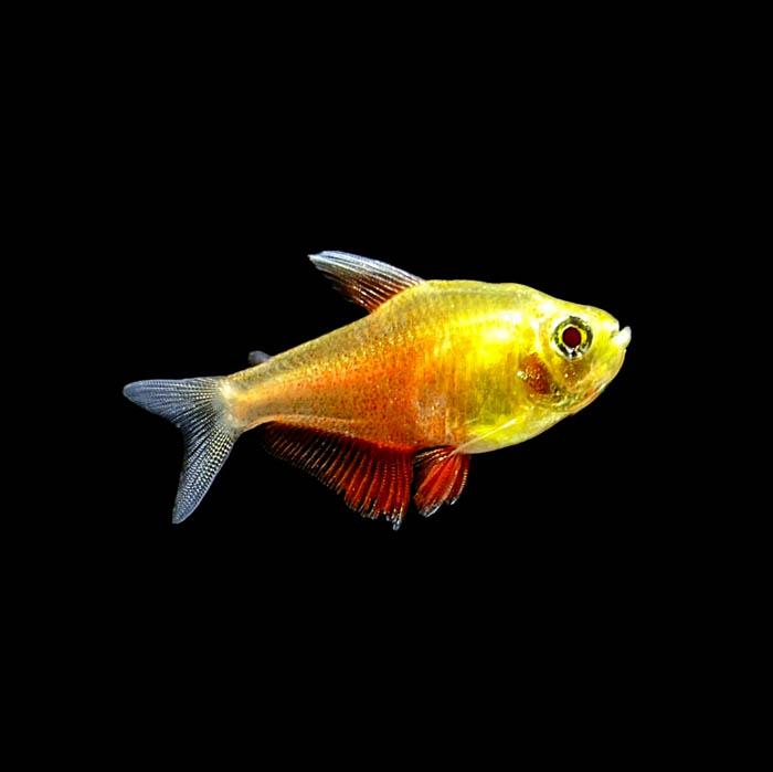 Yellow Flame Tetra 3cm