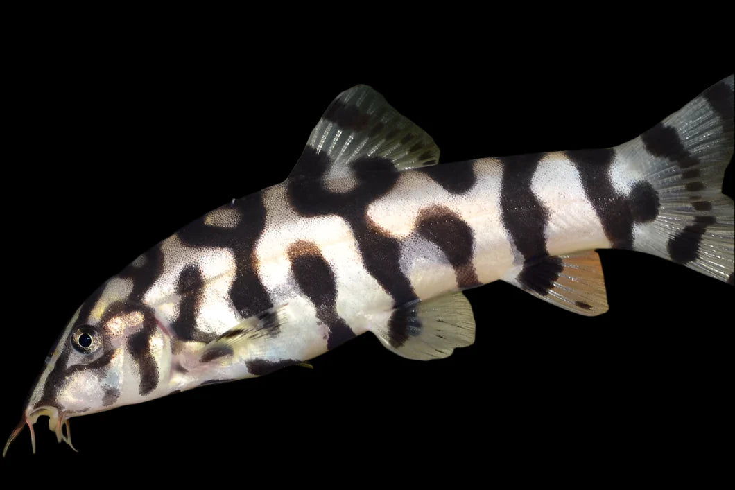Yoyo Loach 7cm sharks