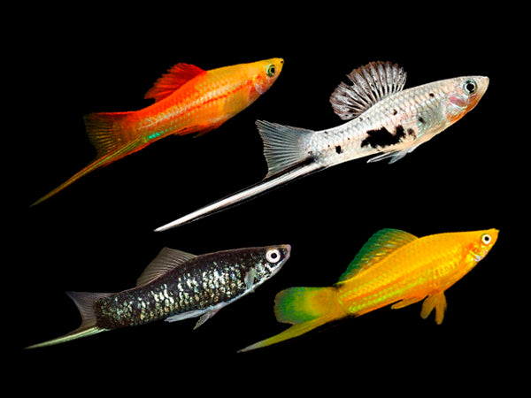 Assorted Swordtail 4-5cm £4.25 Tropical Supplies North East