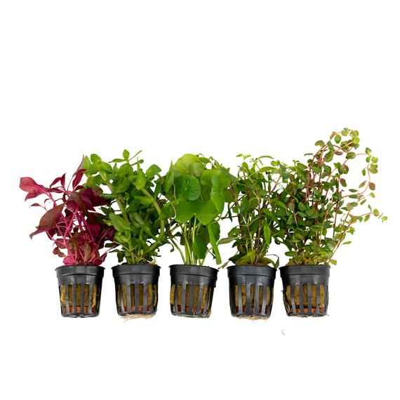 Premium Assorted Potted Stem Plants