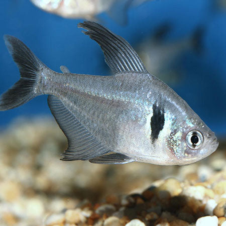 Black Phantom Tetra 3cm £3.65 Tropical Supplies North East