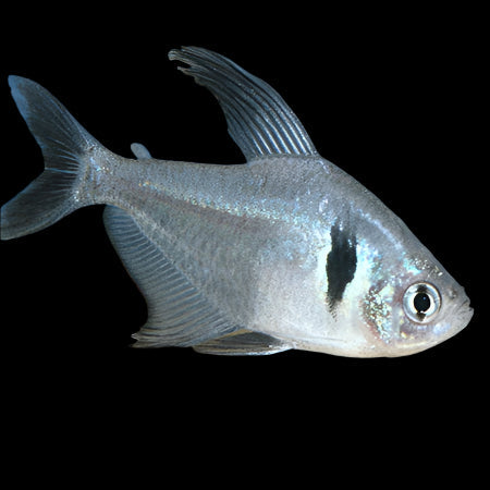 Black Phantom Tetra 3cm - Tropical Supplies North East