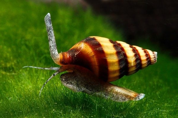 Assassin Snail 2cm £3.55 Tropical Supplies North East