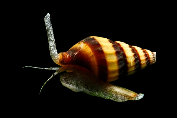 Assassin Snail 2cm - Tropical Supplies North East