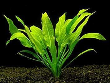 Amazon Sword Potted Plant £4.95 Tropical Supplies North East