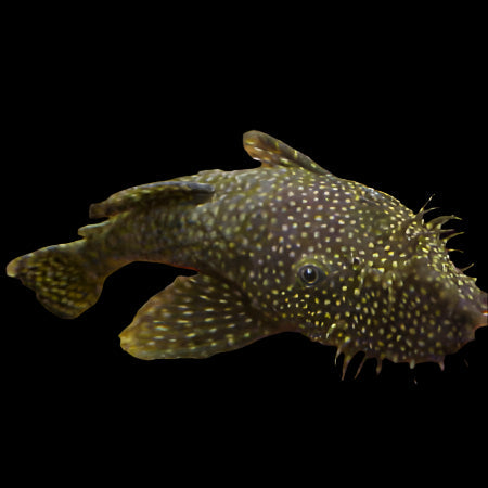 Brown Bristlenose 3-5cm - Tropical Supplies North East