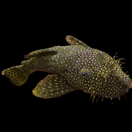 Brown Bristlenose 5-8cm - Tropical Supplies North East