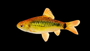 Golden Barb 4cm - Tropical Supplies North East
