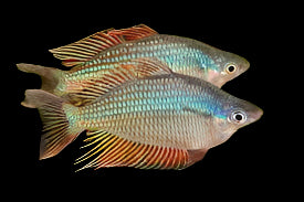 Rubrostriata Rainbow 5cm - Tropical Supplies North East
