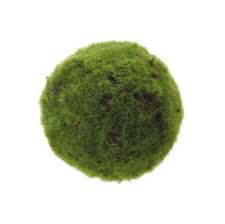 Marimo Moss Ball 2-4cm - Tropical Supplies North East