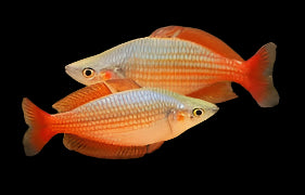 Splendida Siper Red Rainbow 5-6cm - Tropical Supplies North East