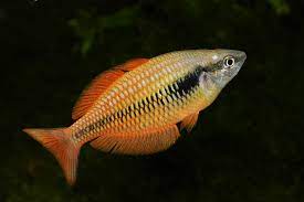 Lake Kuromoi Rainbowfish 4-5cm - Tropical Supplies North East