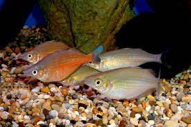 Sentani Rainbowfish 5cm - Tropical Supplies North East