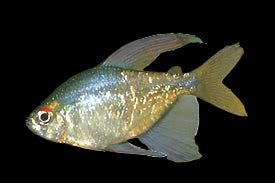 Diamond Tetra 2.5cm - Tropical Supplies North East