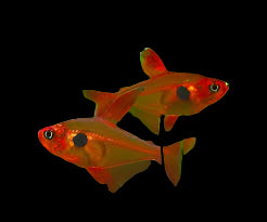 Red Phantom Tetra 3cm - Tropical Supplies North East