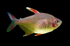 Rosy Tetra 3cm - Tropical Supplies North East