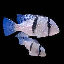Guianacara Dacrya 4cm - Tropical Supplies North East