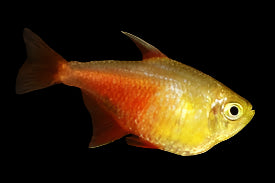Flame Tetra 2.5cm - Tropical Supplies North East
