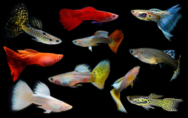 Assorted Male Guppy 3.5cm - Tropical Supplies North East