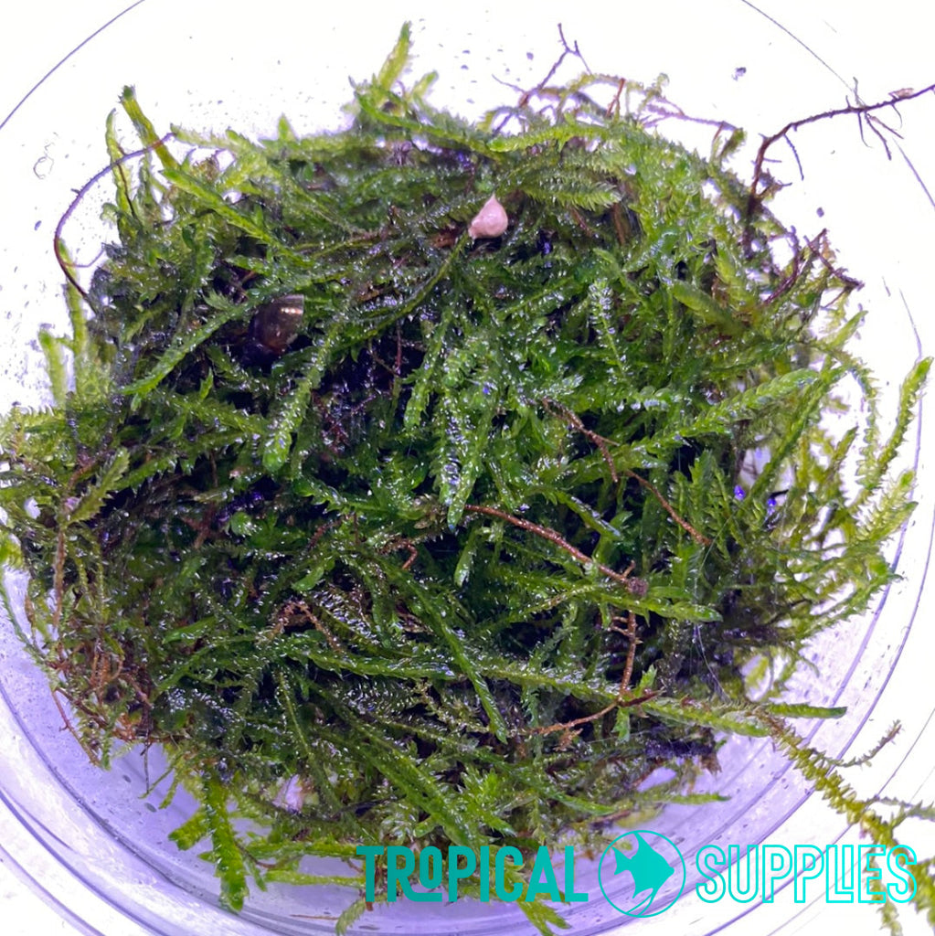 Java Moss 2oz Cup - Tropical Supplies North East