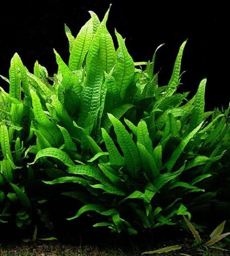 Java Fern Potted Plant £4.95 Tropical Supplies North East