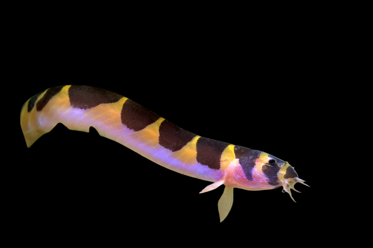Kuhlii Loach 5-6cm - Tropical Supplies North East