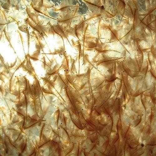 Live Brine Shrimp 100ml