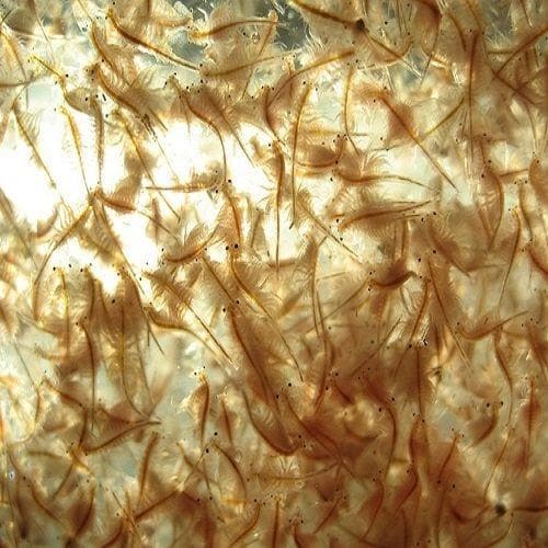 Live Brine Shrimp 100ml - Tropical Supplies North East