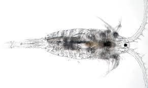 Live Copepods 80ml £1.5 Tropical Supplies North East
