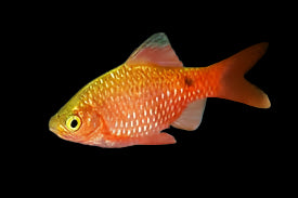 Rosy Barb 3cm - Tropical Supplies North East