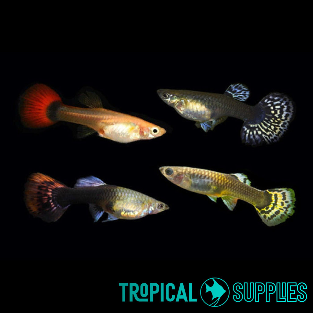 Assorted Female Guppy 3cm - Tropical Supplies North East