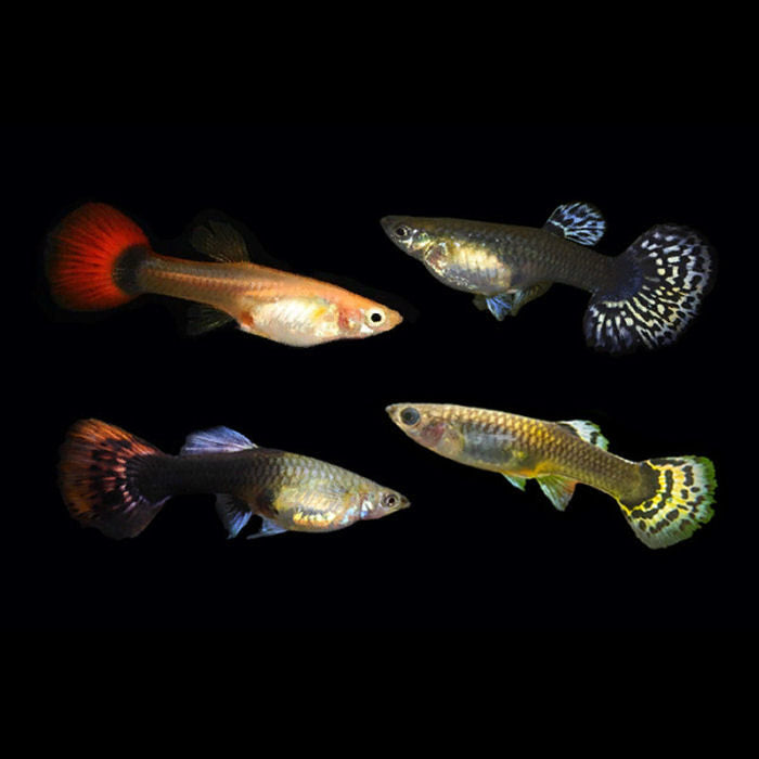 Assorted Female Guppy 3cm - Tropical Supplies North East