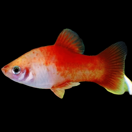 Peppermint Platy 3.5cm