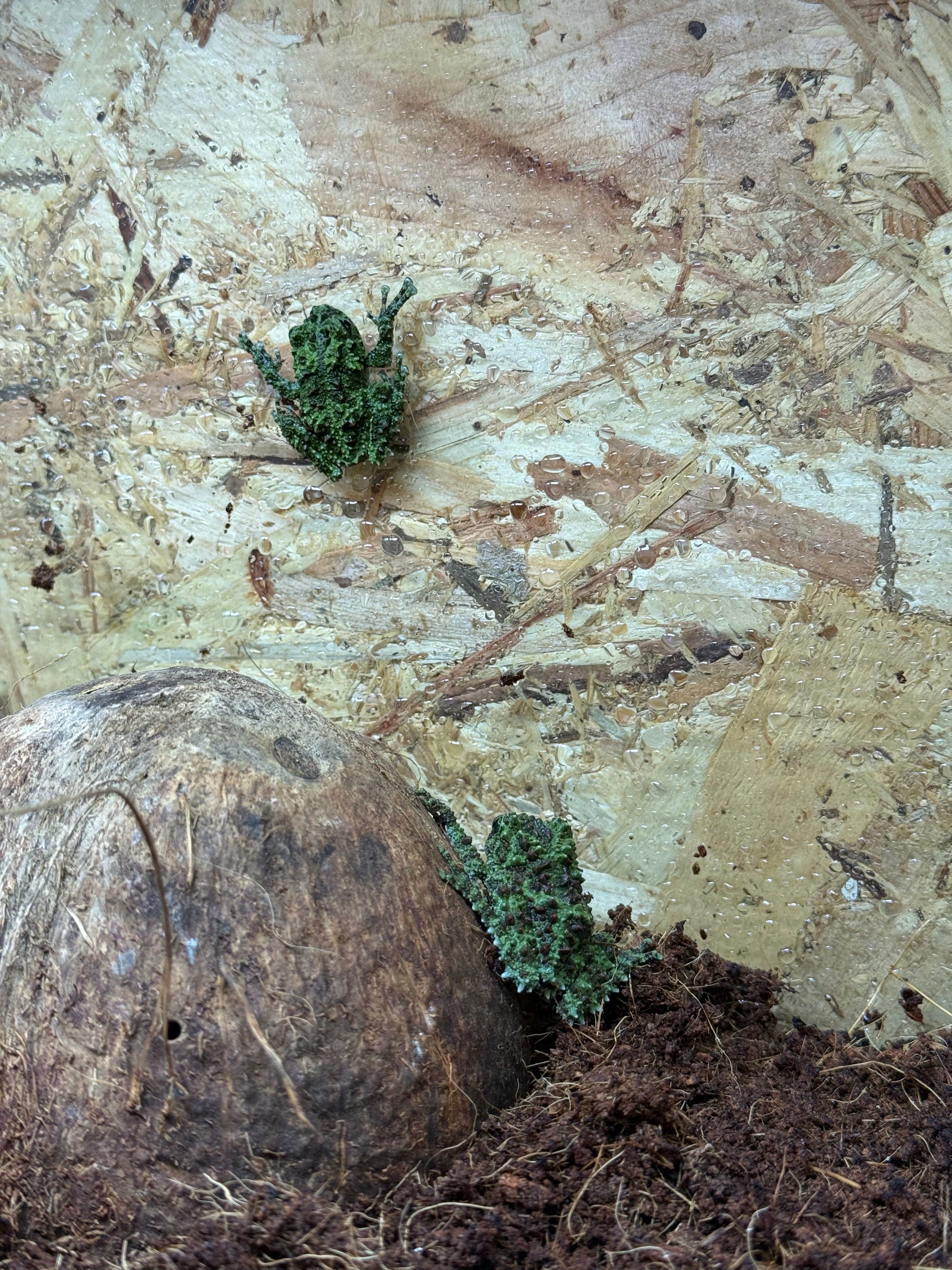 Vietnamese Mossy Frog CB
