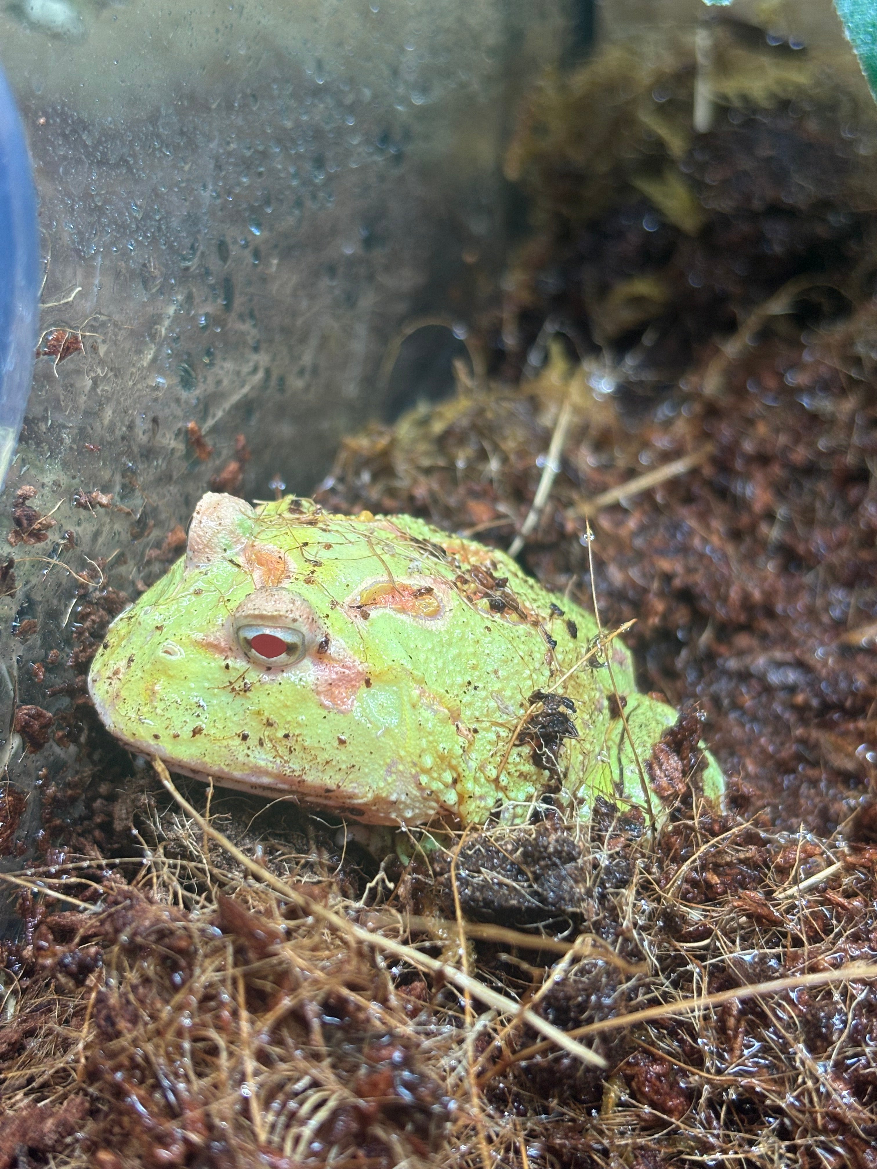 Pikachu Argentinian Horned Frog